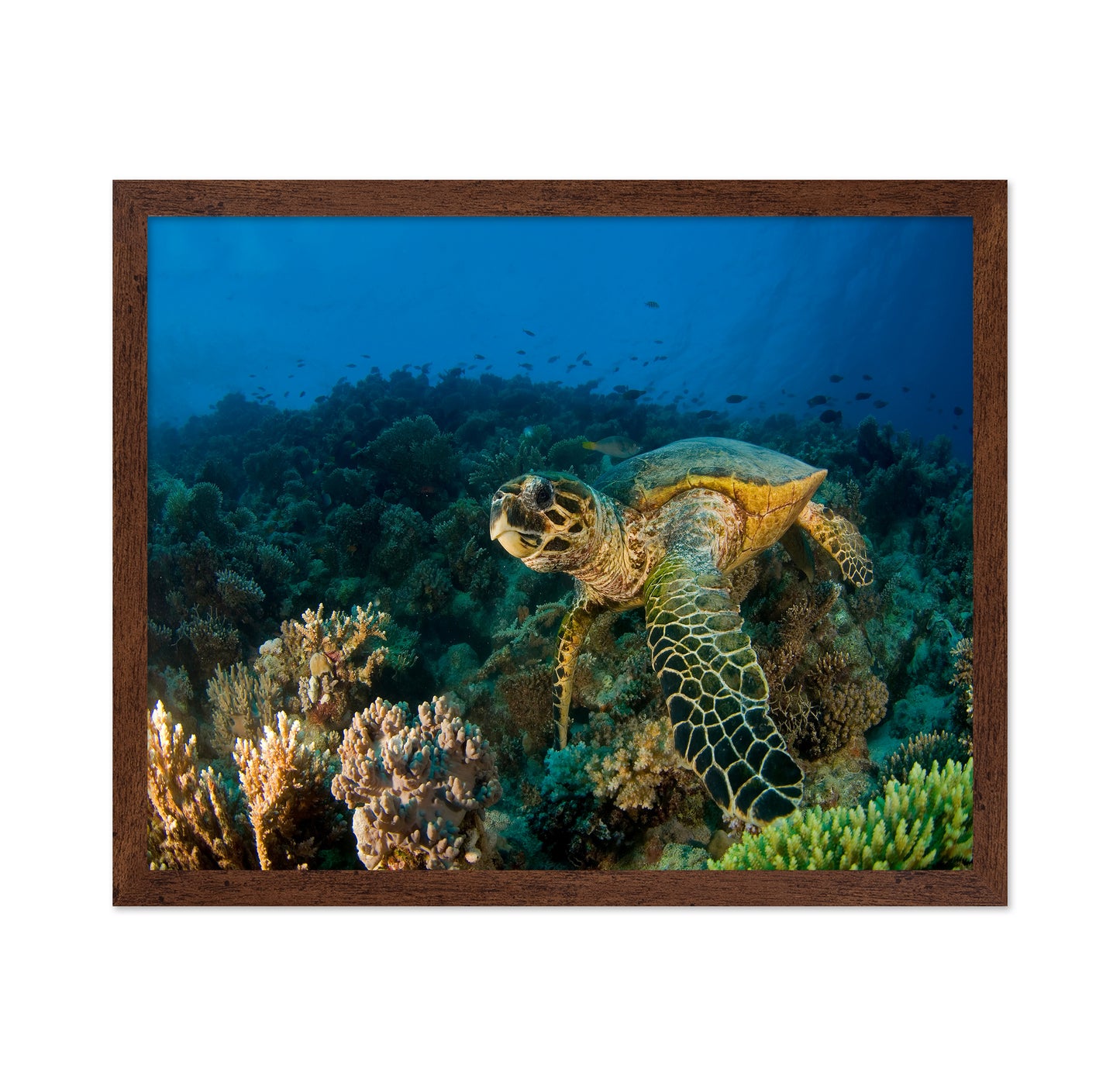 Hawksbill Turtle