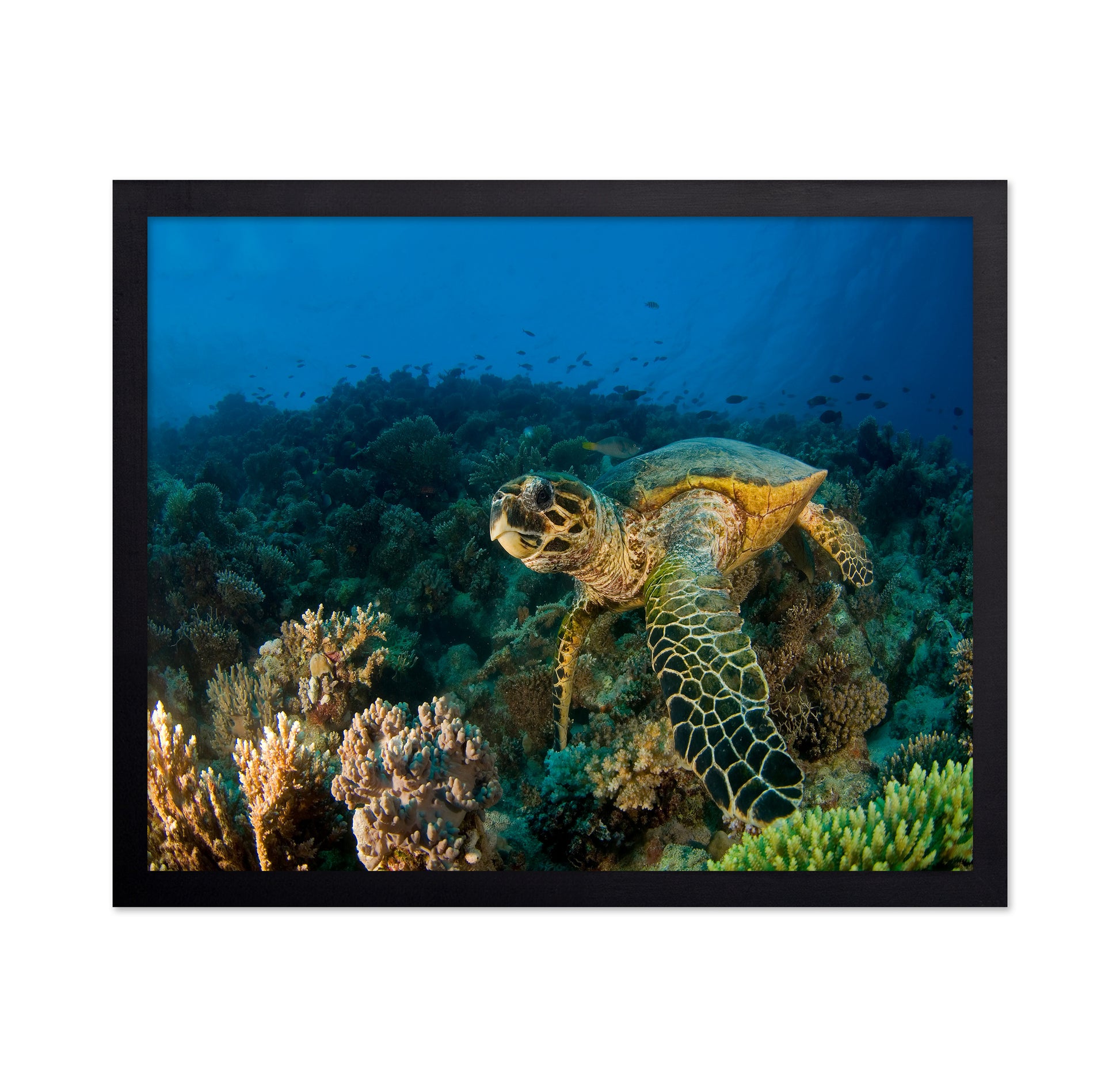 Hawksbill Turtle