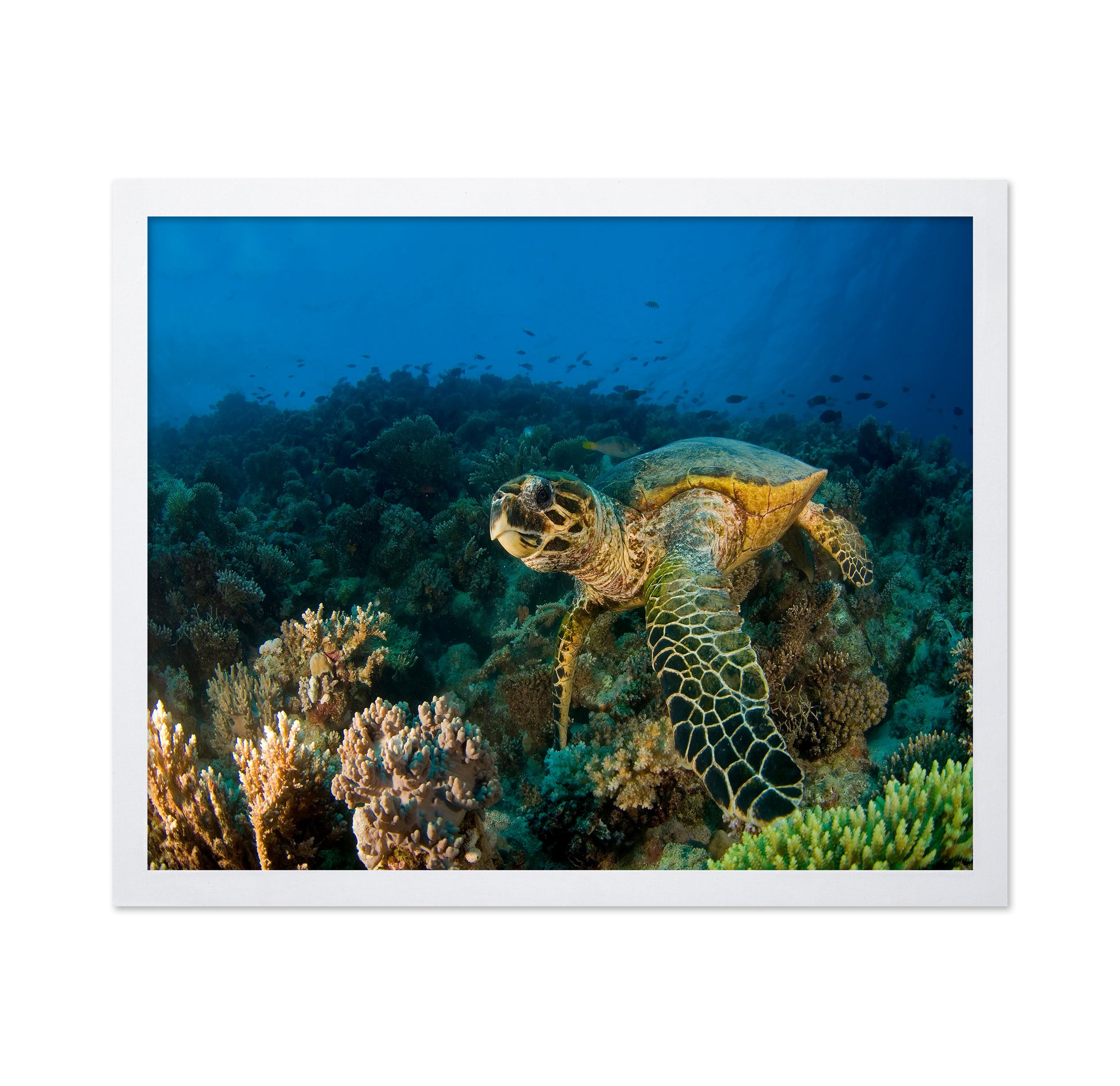Hawksbill Turtle