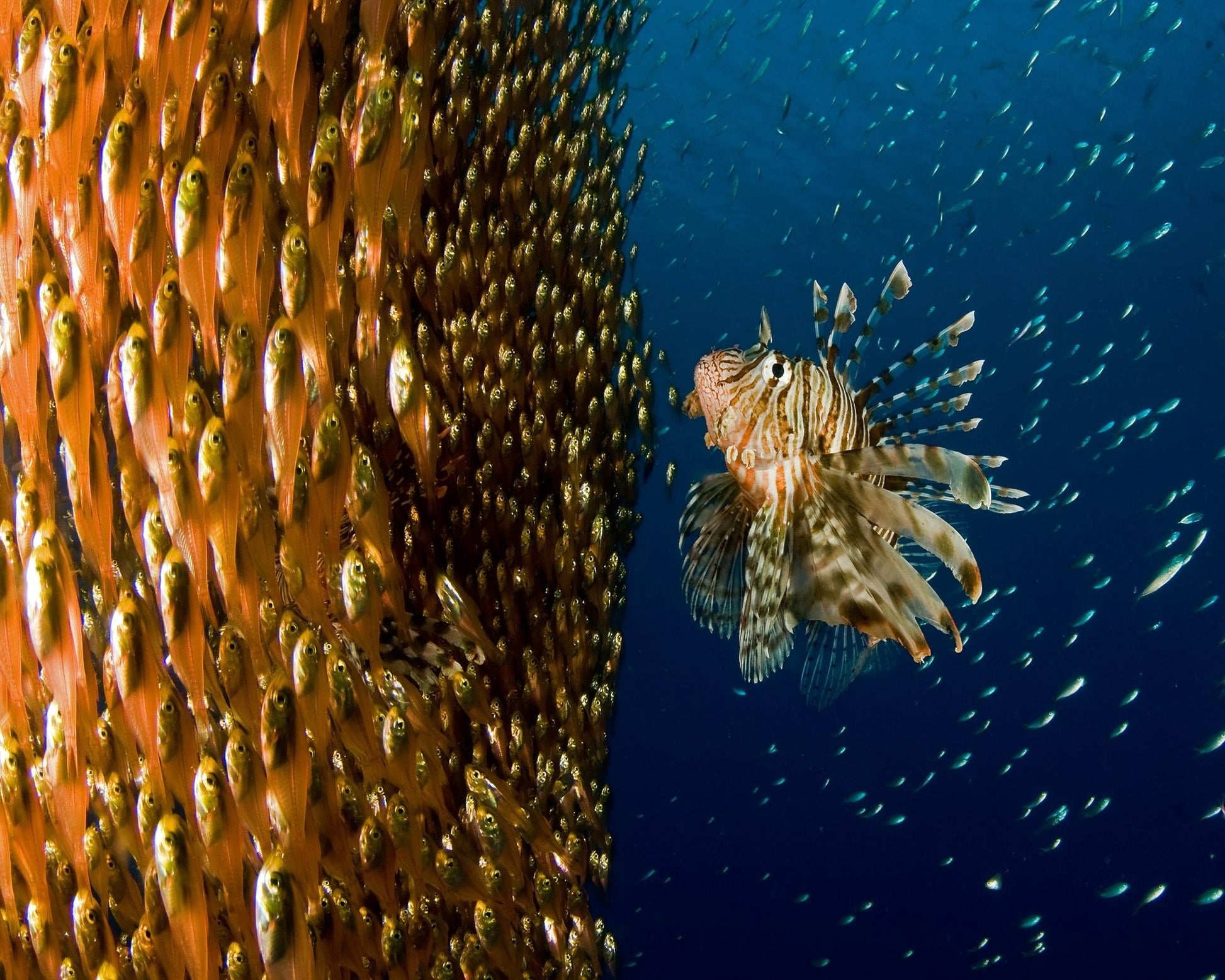 Lion Fish Staring At Its Lunch