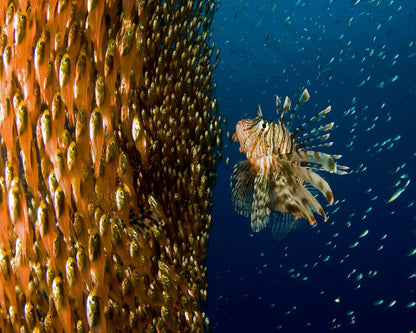 Lion Fish Staring At Its Lunch