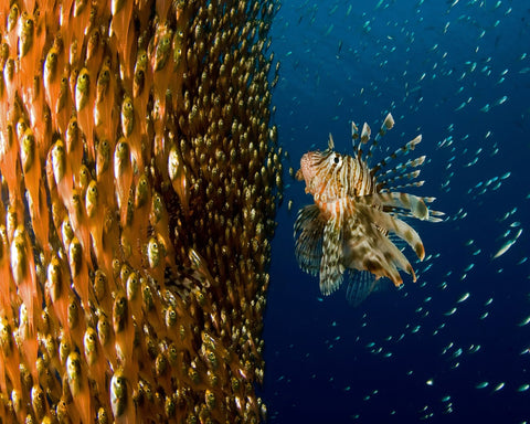 Lion Fish Staring At Its Lunch