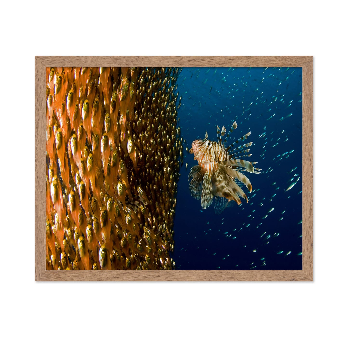 Lion Fish Staring At Its Lunch