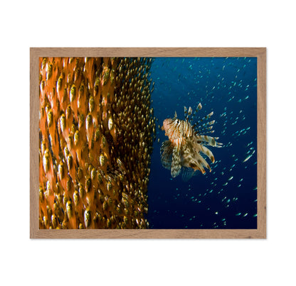 Lion Fish Staring At Its Lunch