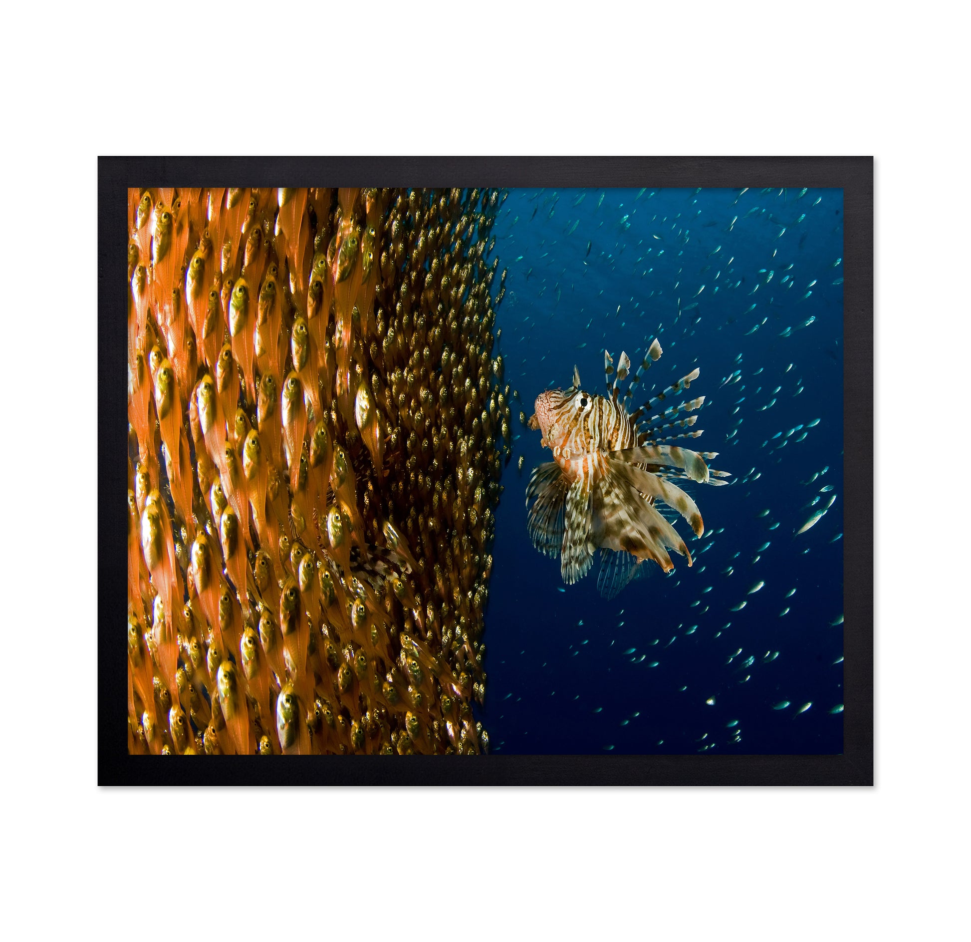 Lion Fish Staring At Its Lunch