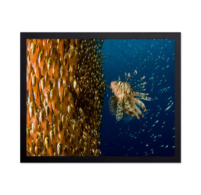 Lion Fish Staring At Its Lunch
