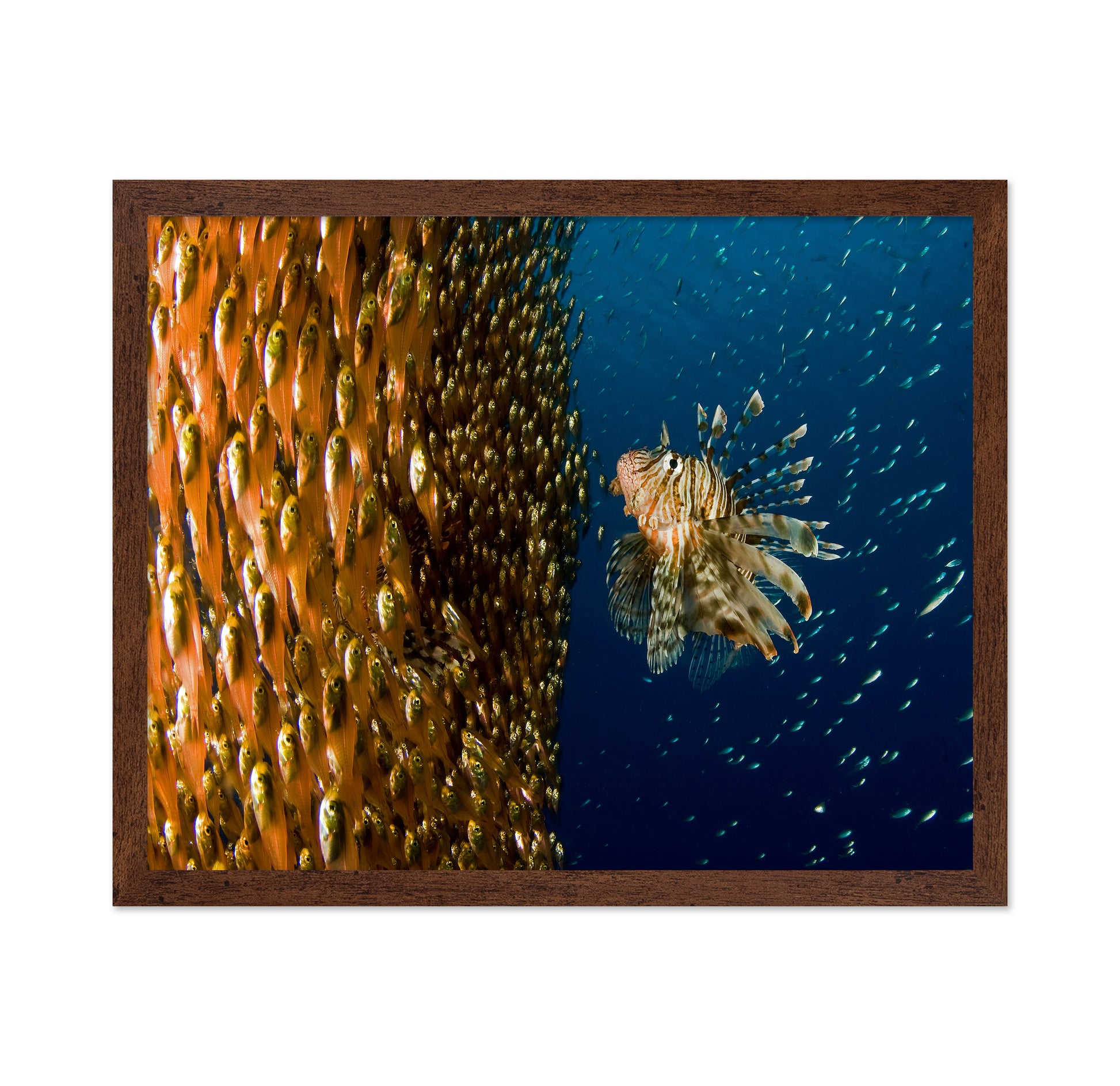 Lion Fish Staring At Its Lunch