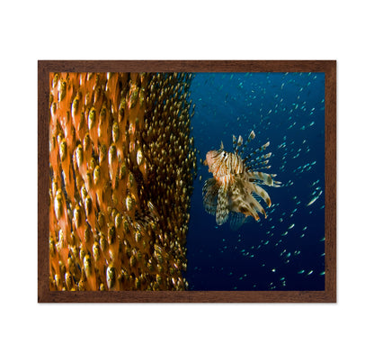 Lion Fish Staring At Its Lunch
