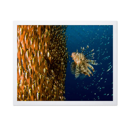 Lion Fish Staring At Its Lunch
