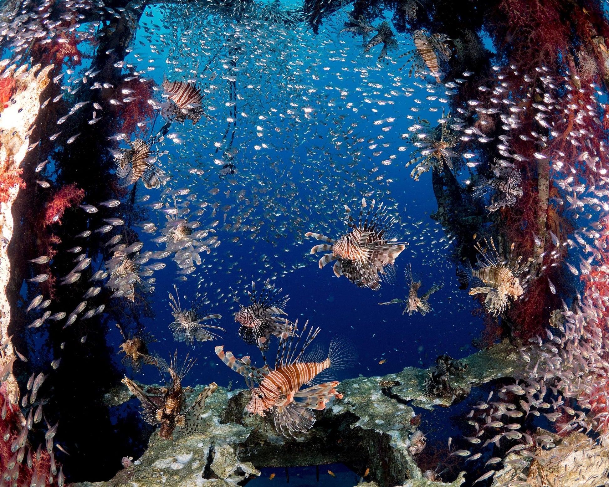 Lionfish Party