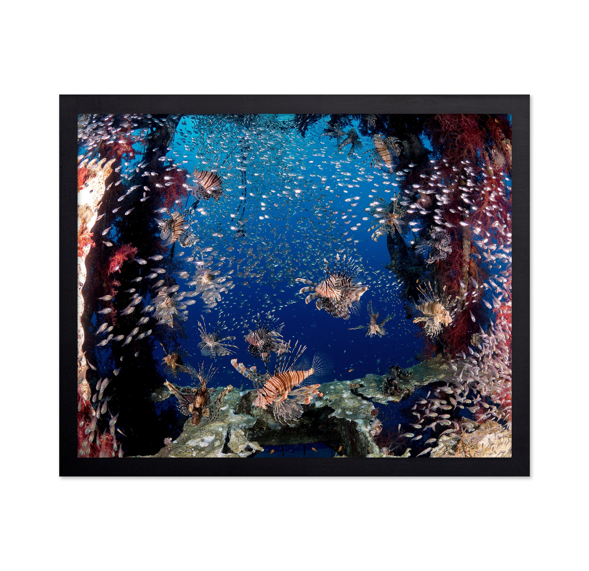 Lionfish Party