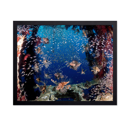 Lionfish Party