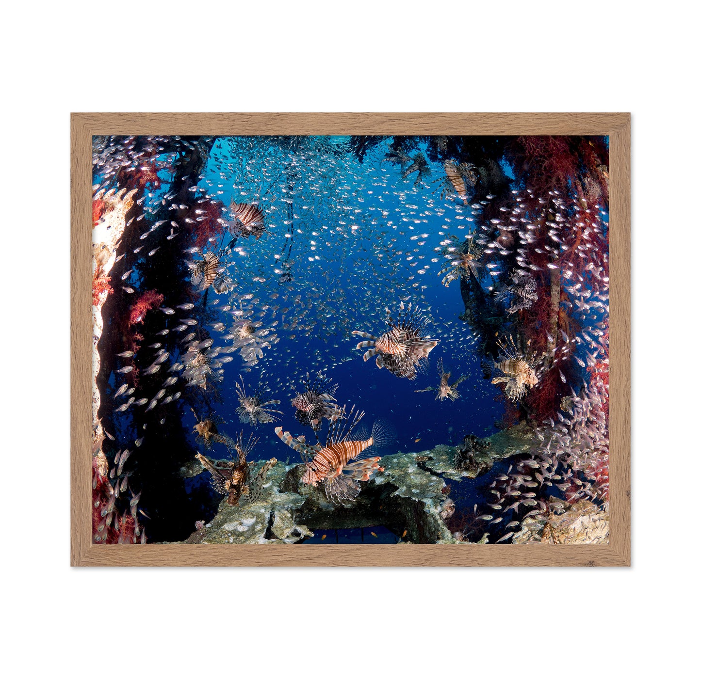 Lionfish Party