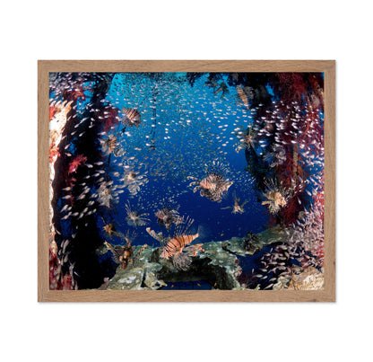 Lionfish Party