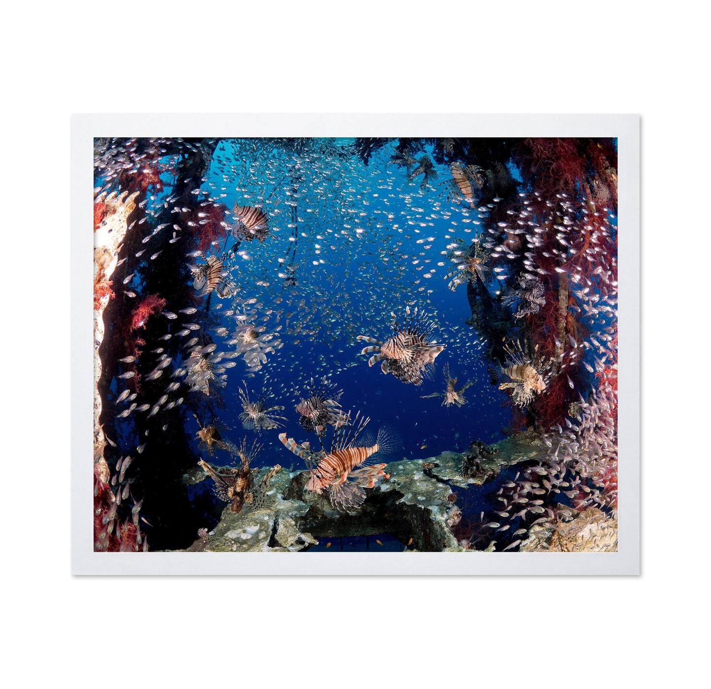 Lionfish Party