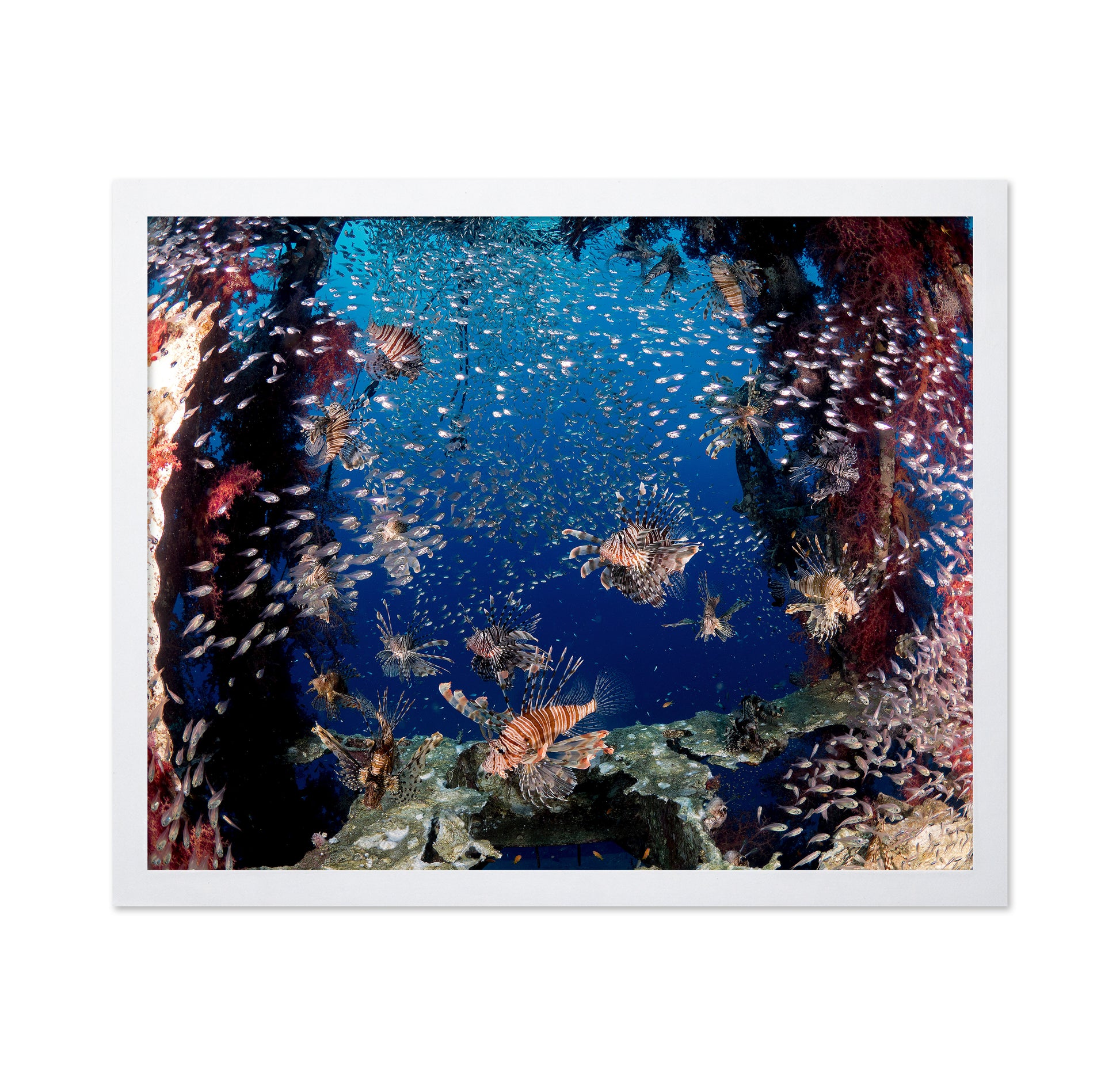 Lionfish Party