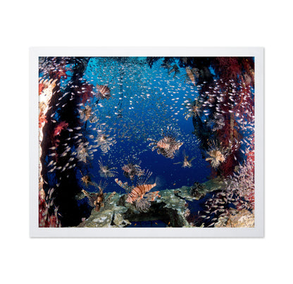 Lionfish Party