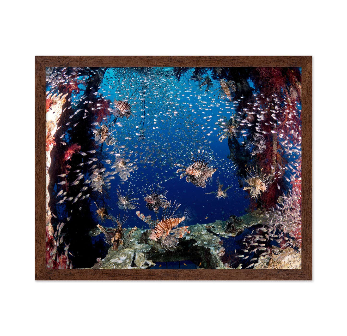 Lionfish Party
