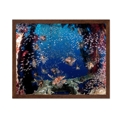Lionfish Party