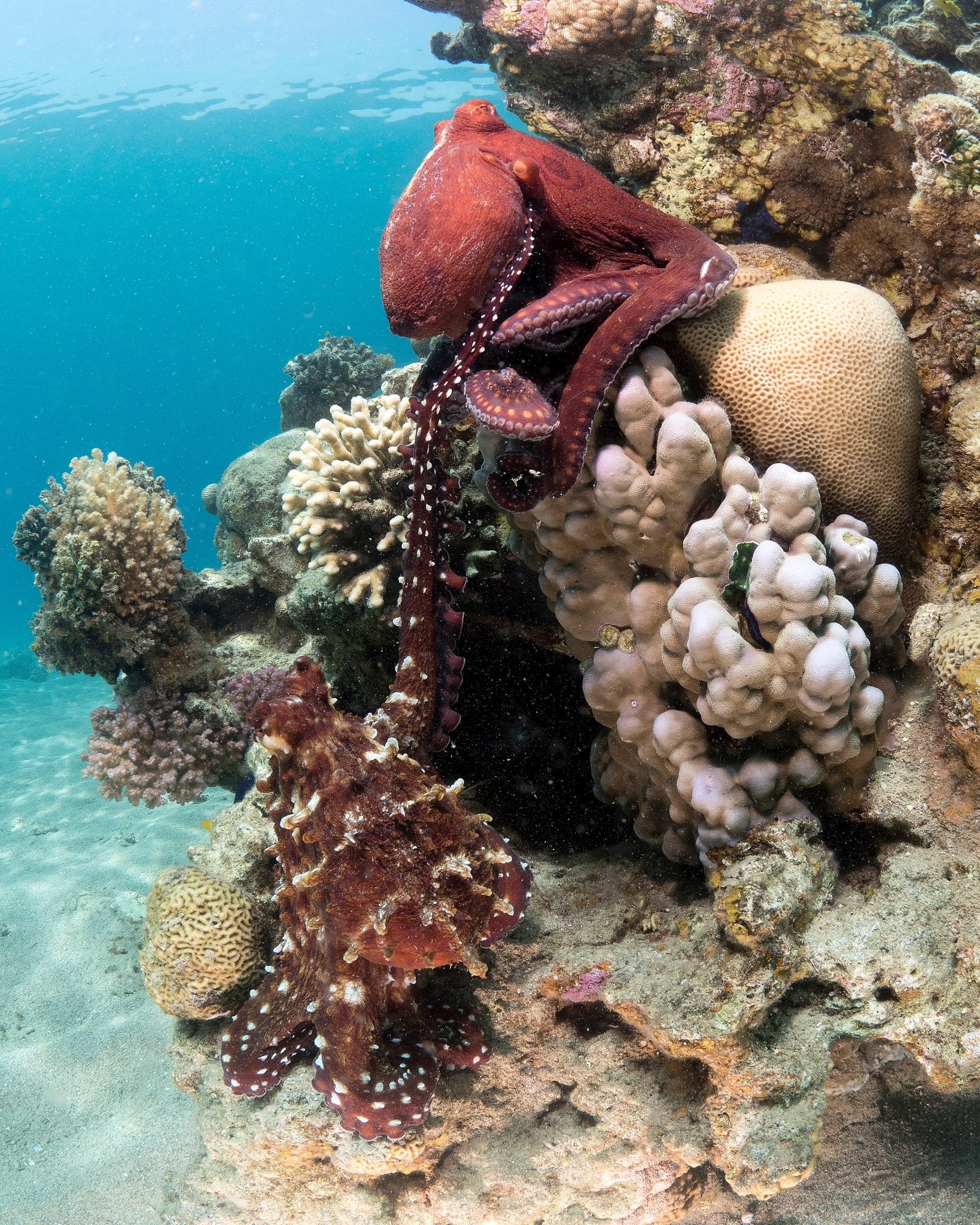 Octopus Mating