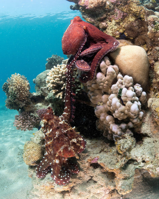 Octopus Mating