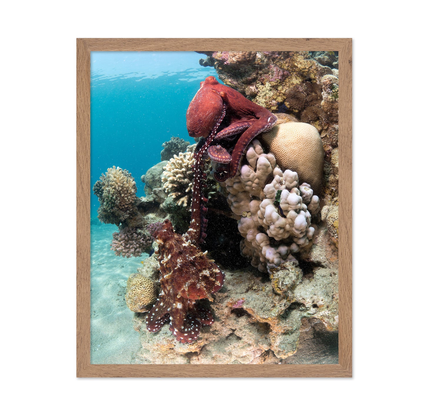 Octopus Mating