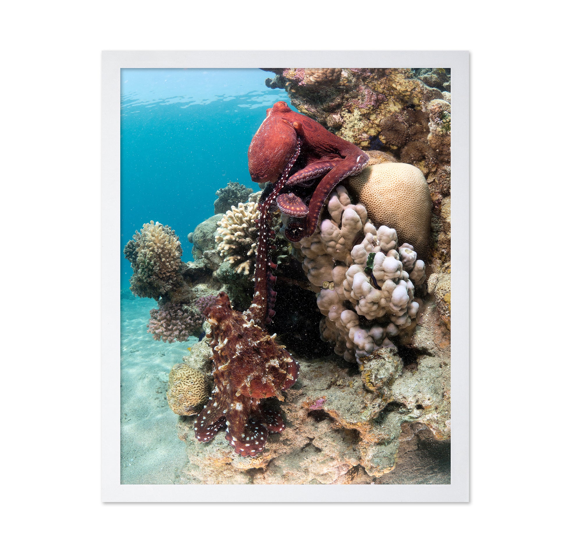 Octopus Mating