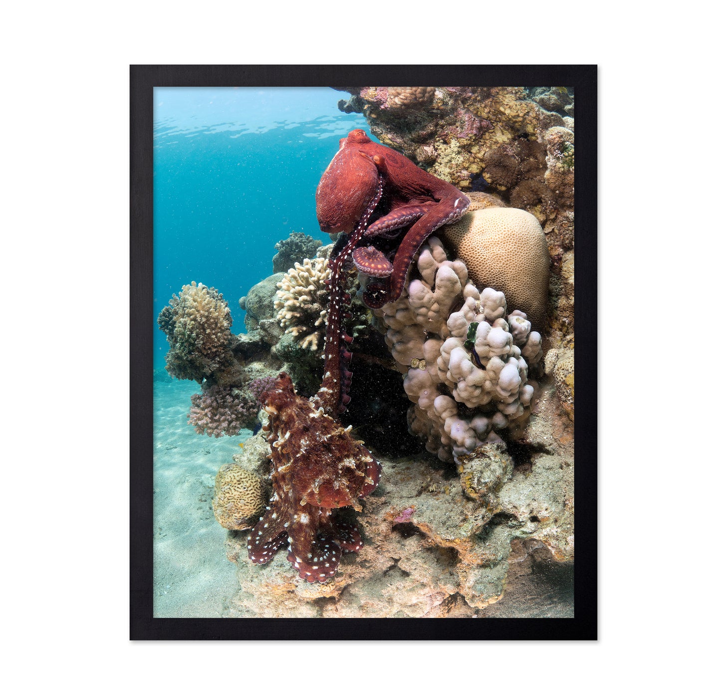 Octopus Mating