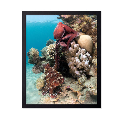 Octopus Mating