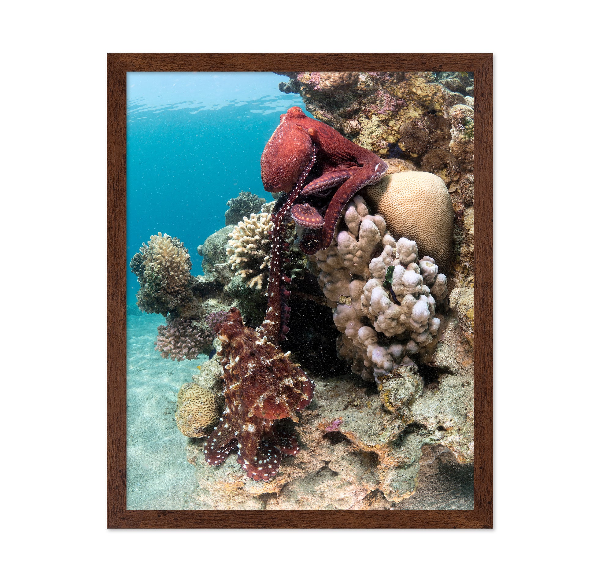 Octopus Mating