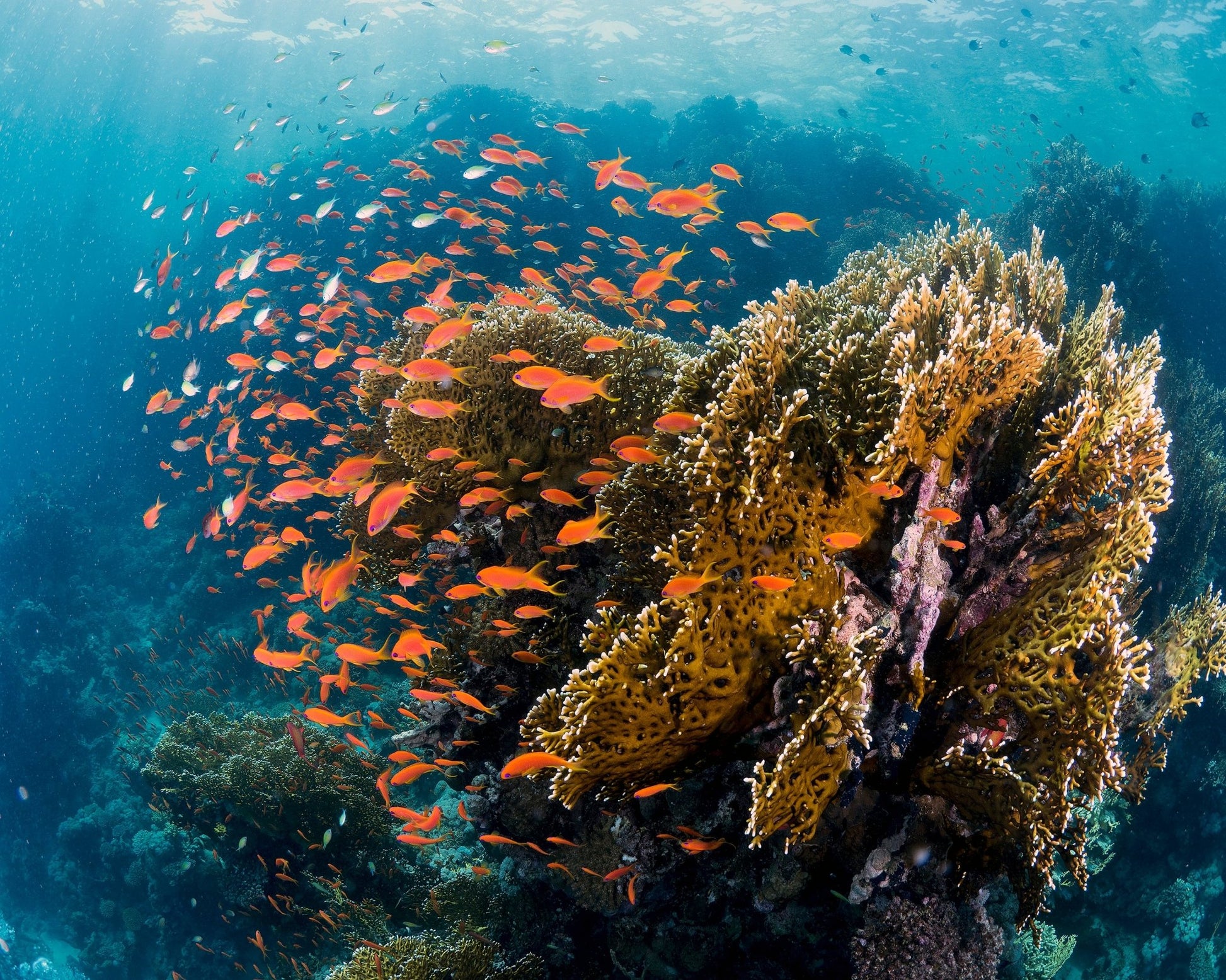 Reefscape