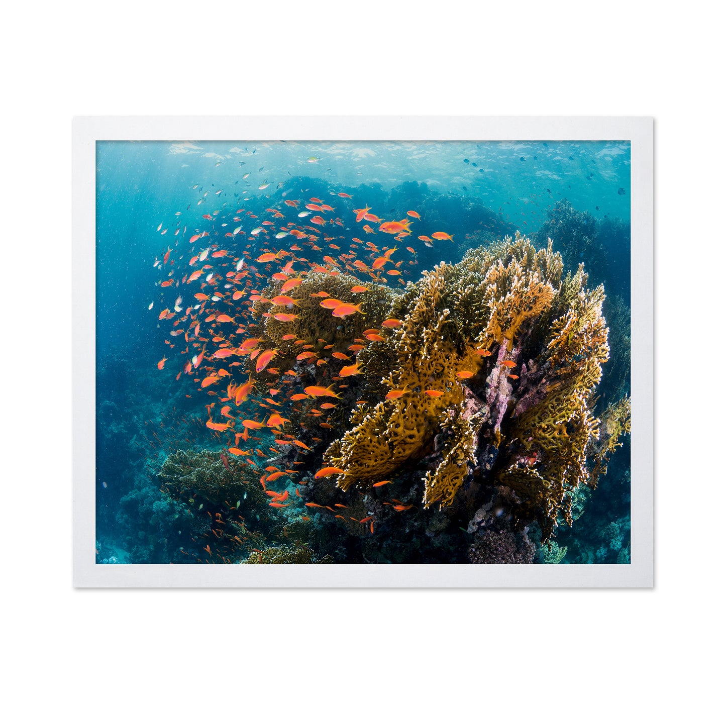 Reefscape