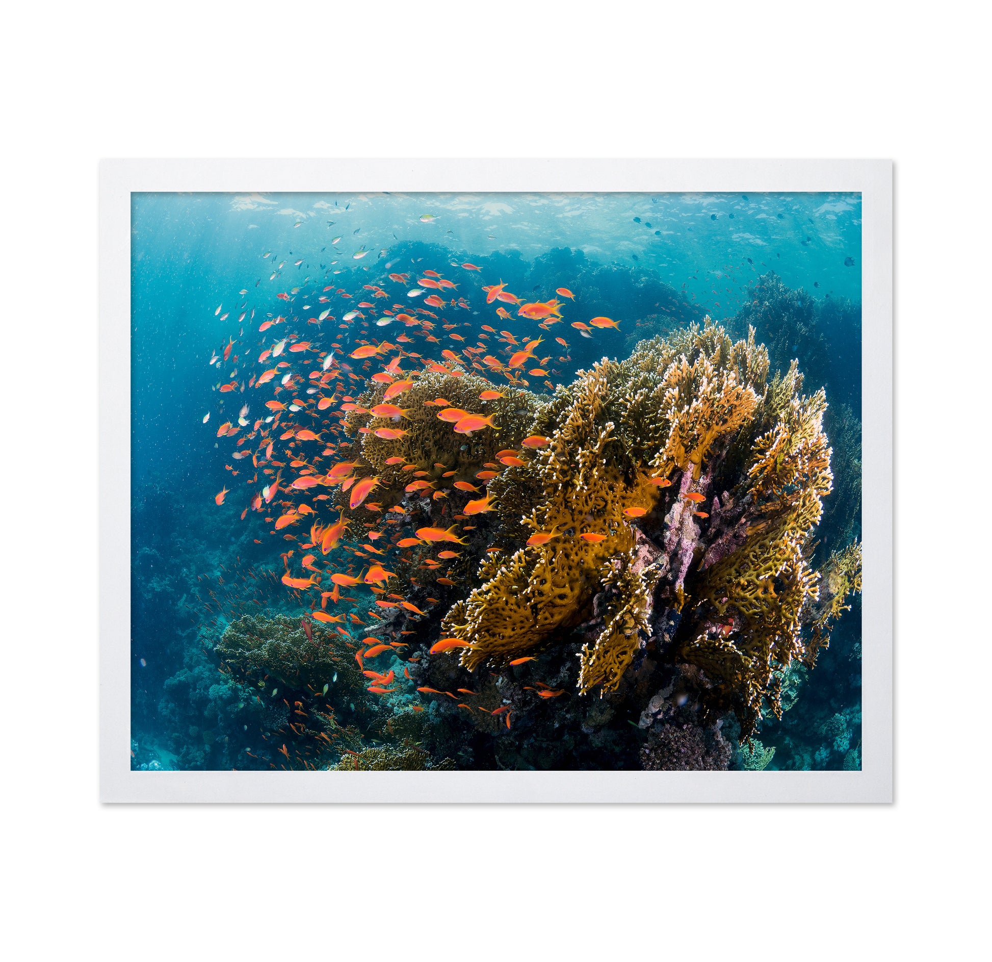 Reefscape
