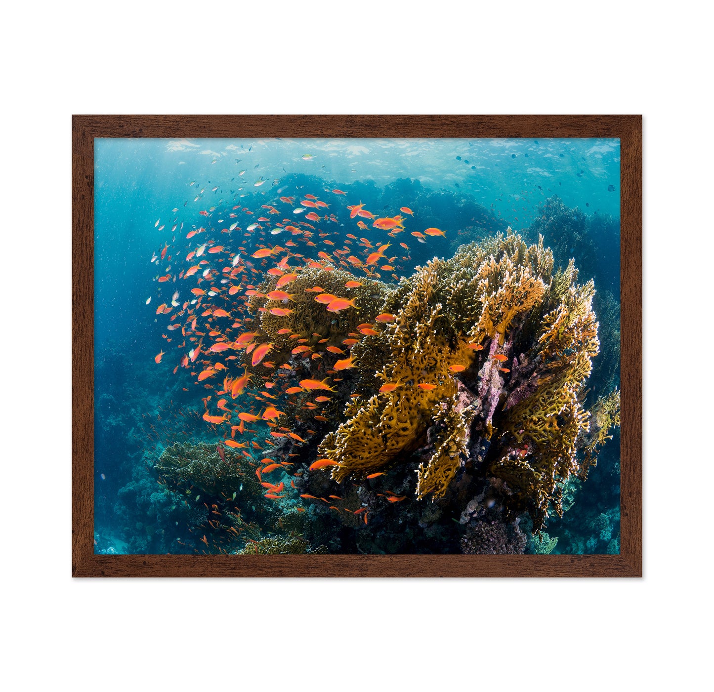 Reefscape