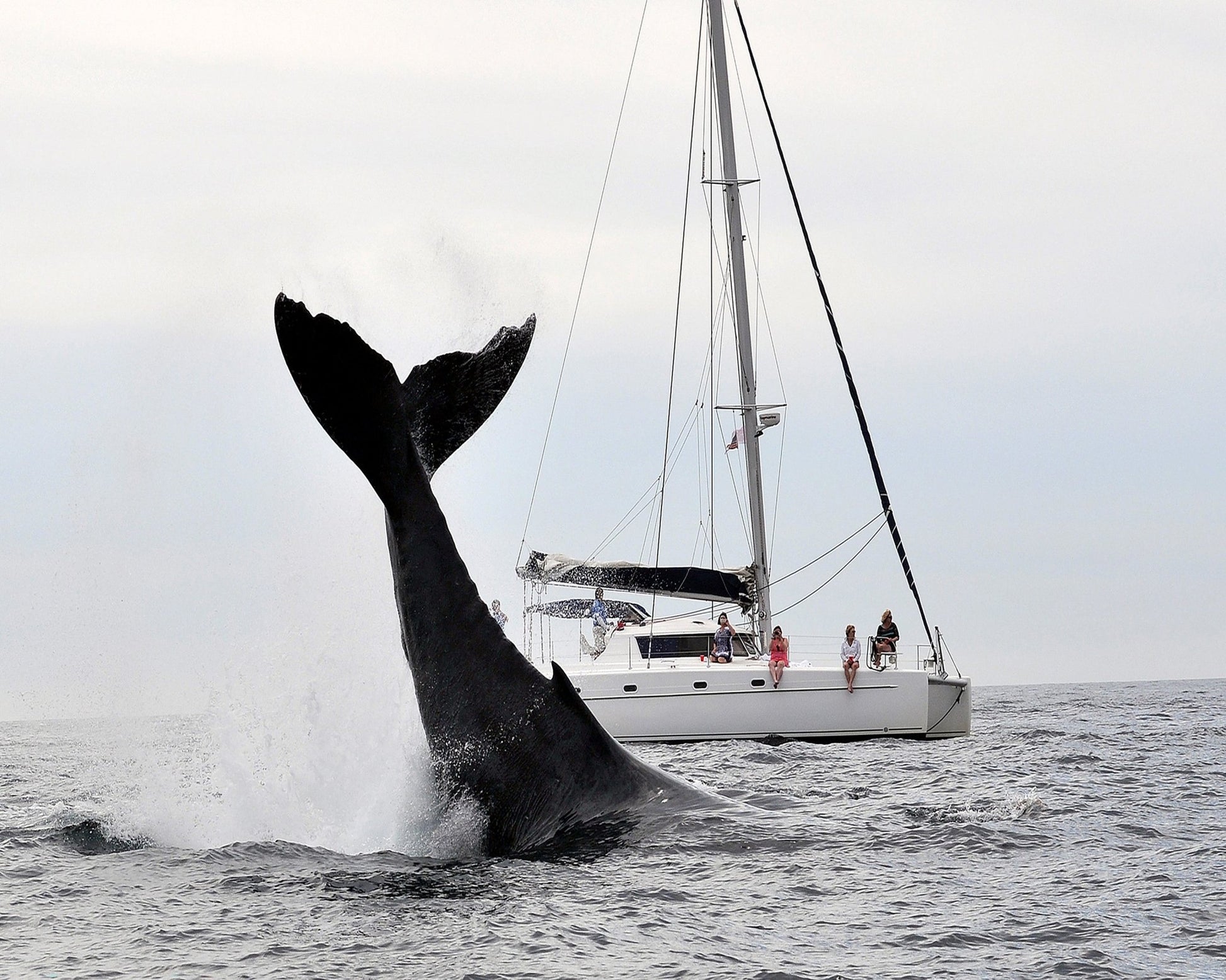 Tale Of A Whale