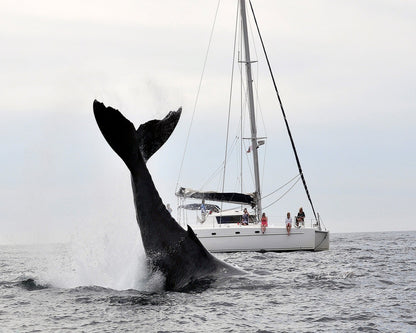Tale Of A Whale