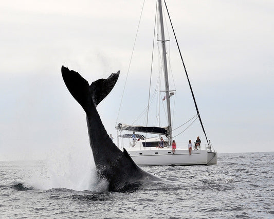 Tale Of A Whale