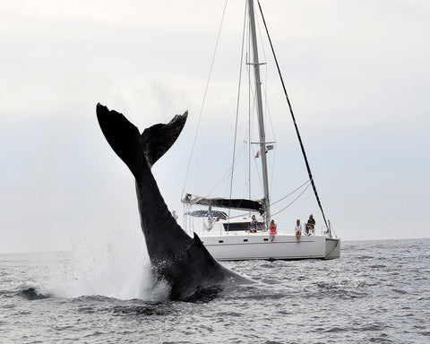 Tale Of A Whale