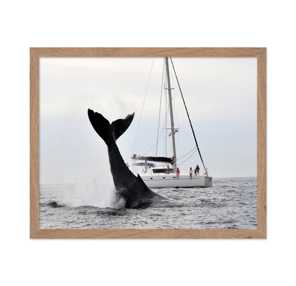 Tale Of A Whale
