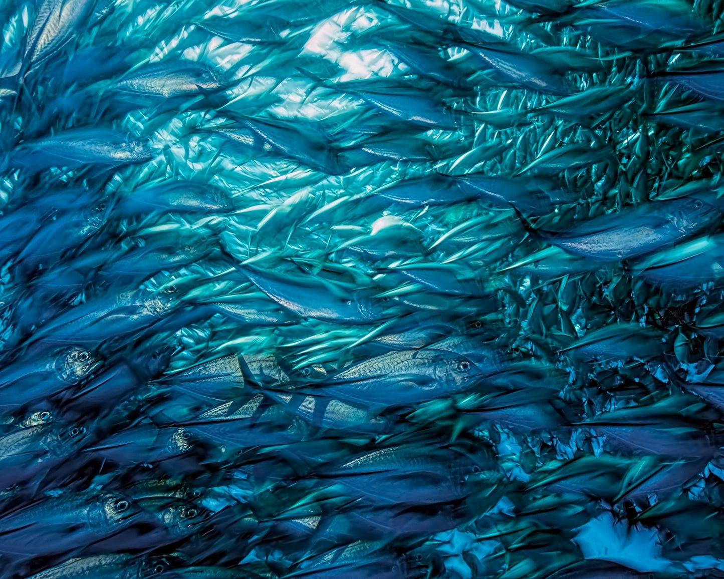 Fast Moving School Of Jacks