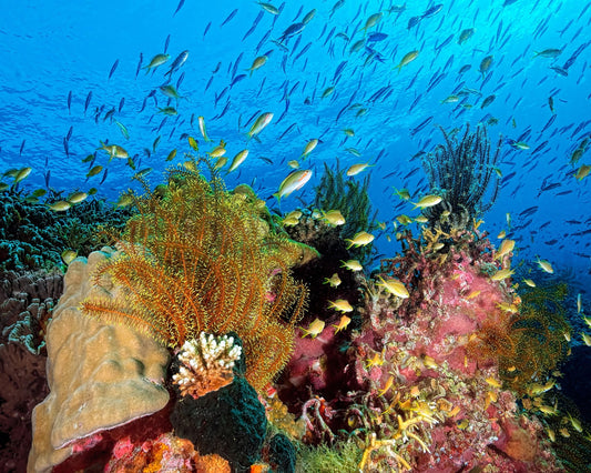 Reef At Cabilao