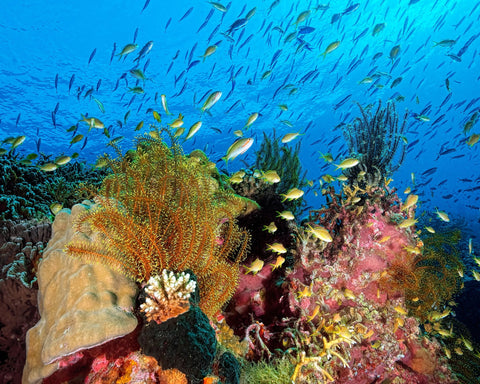 Reef At Cabilao