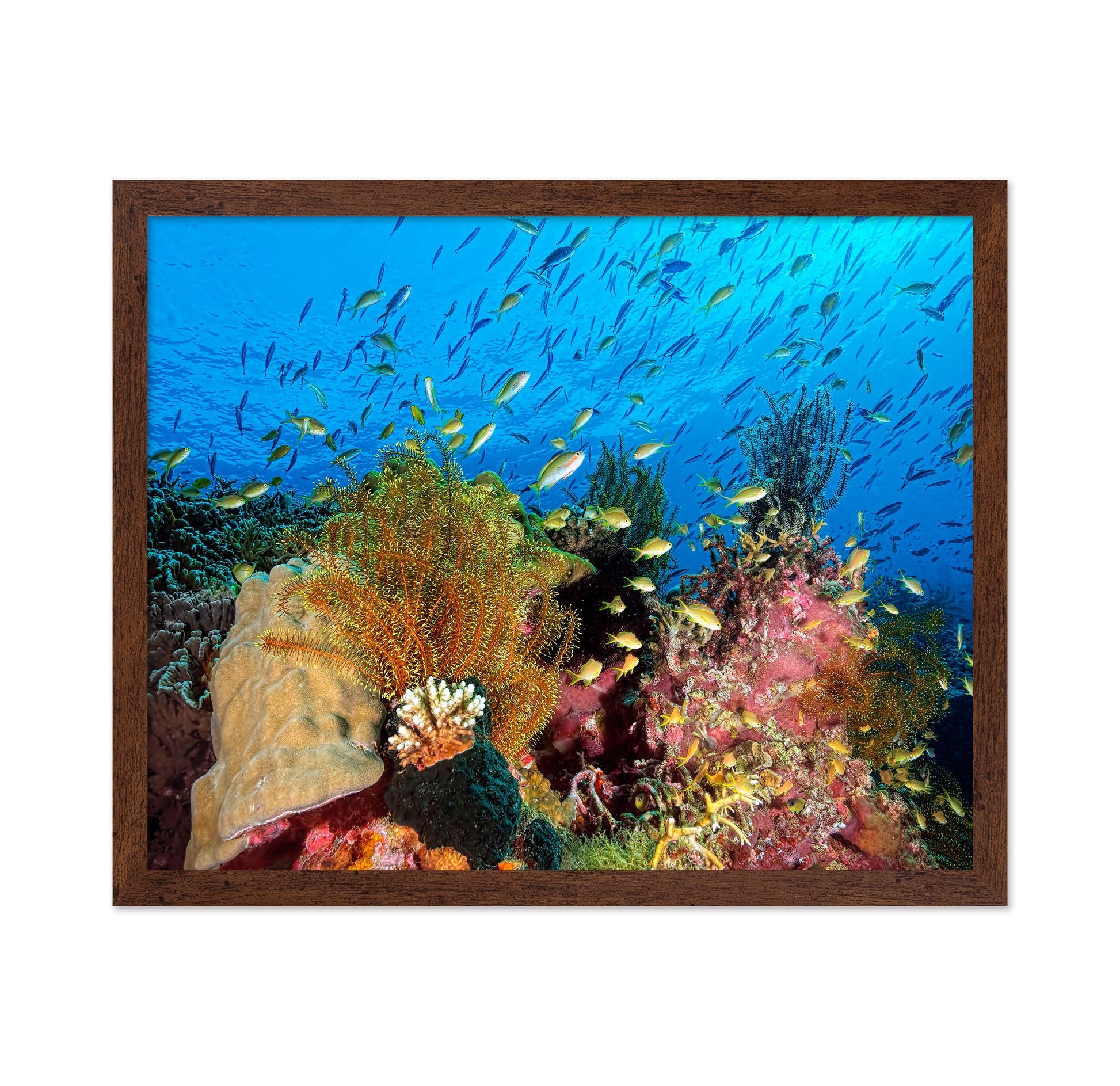 Reef At Cabilao