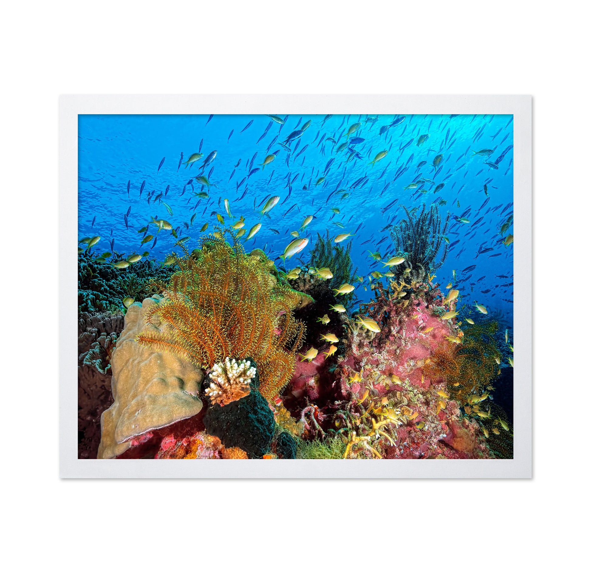 Reef At Cabilao