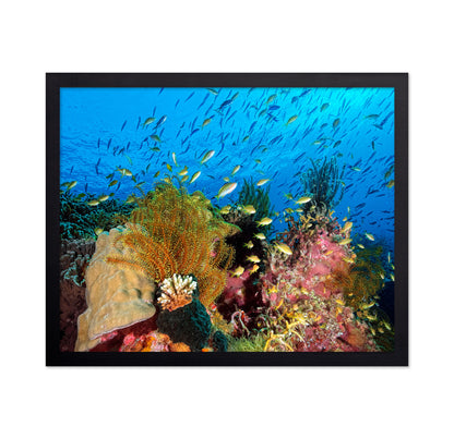 Reef At Cabilao