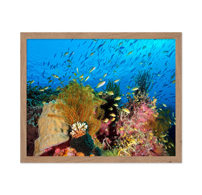 Reef At Cabilao