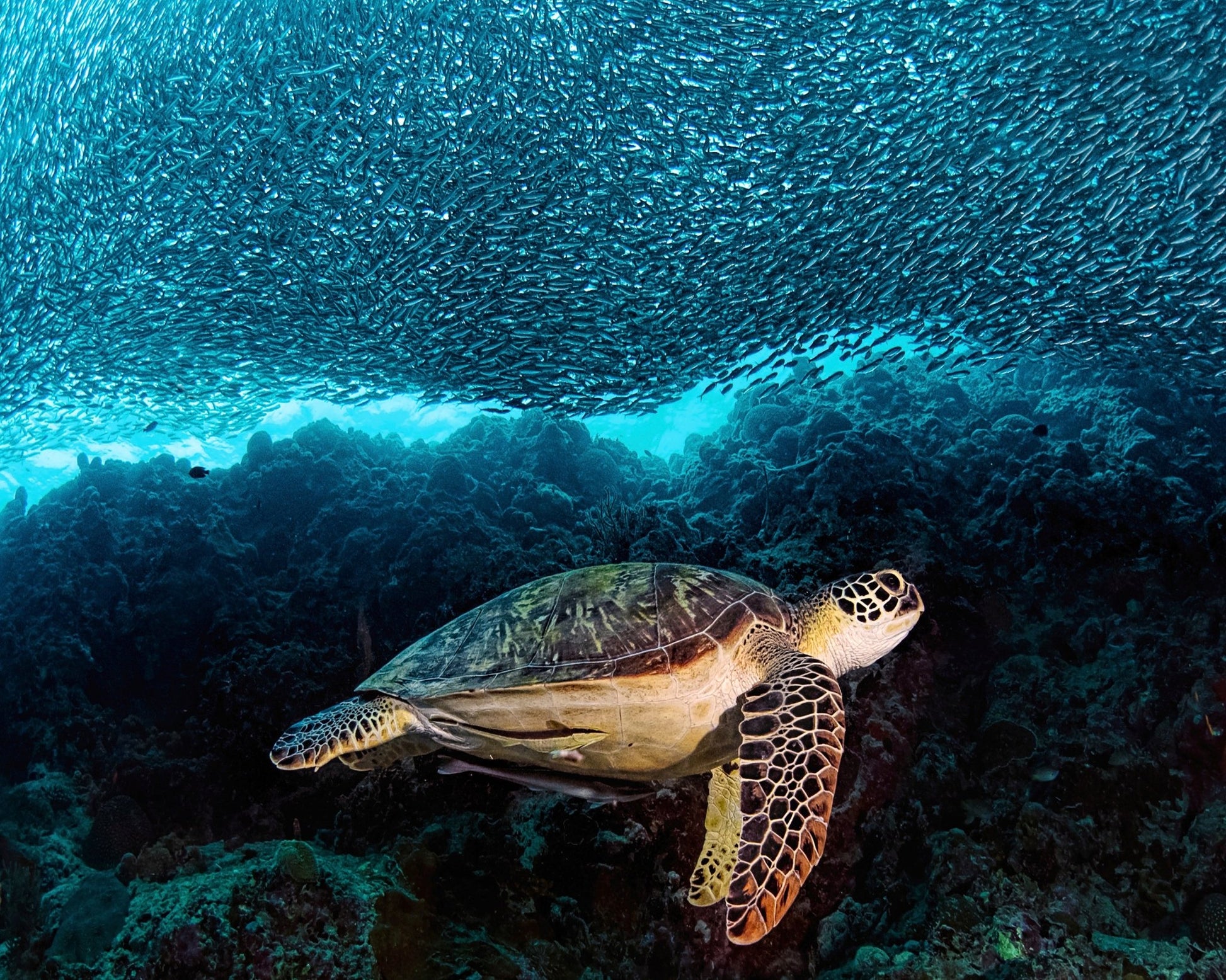 Turtle And Sardines
