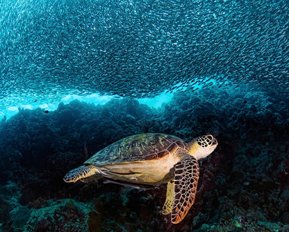Turtle And Sardines
