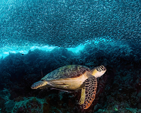 Turtle And Sardines