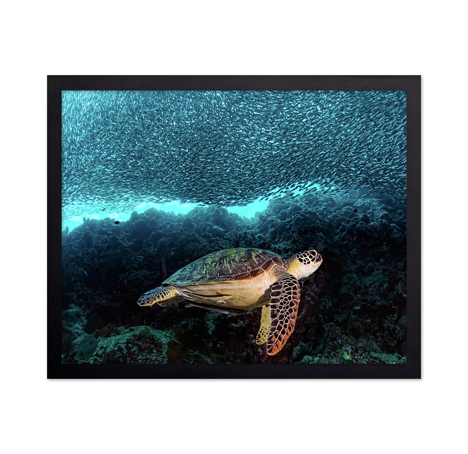 Turtle And Sardines